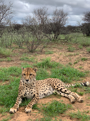 a large spotted cheetah rests on the ground with greenery behind it